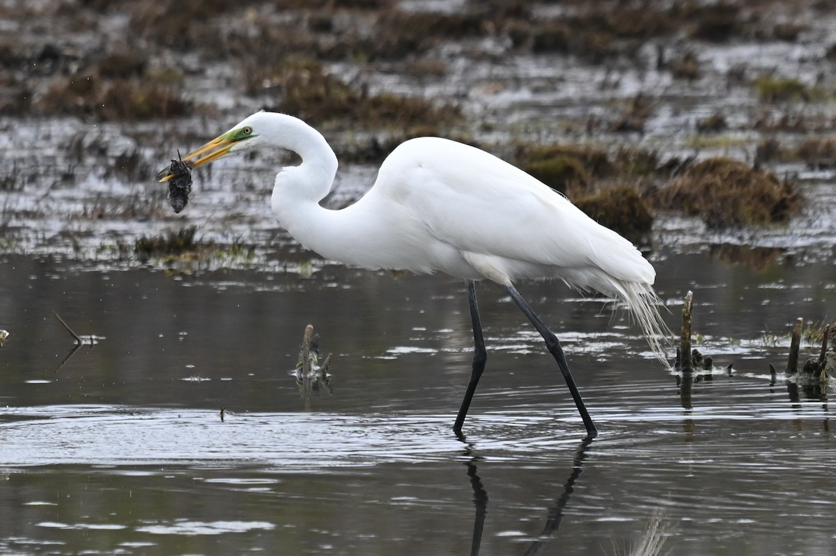 Great Egret - ML656987880