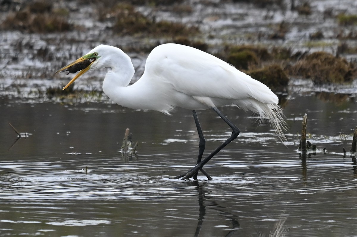 Great Egret - ML656987881