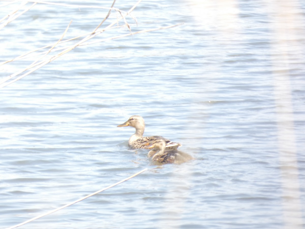 Mallard - ML656987884