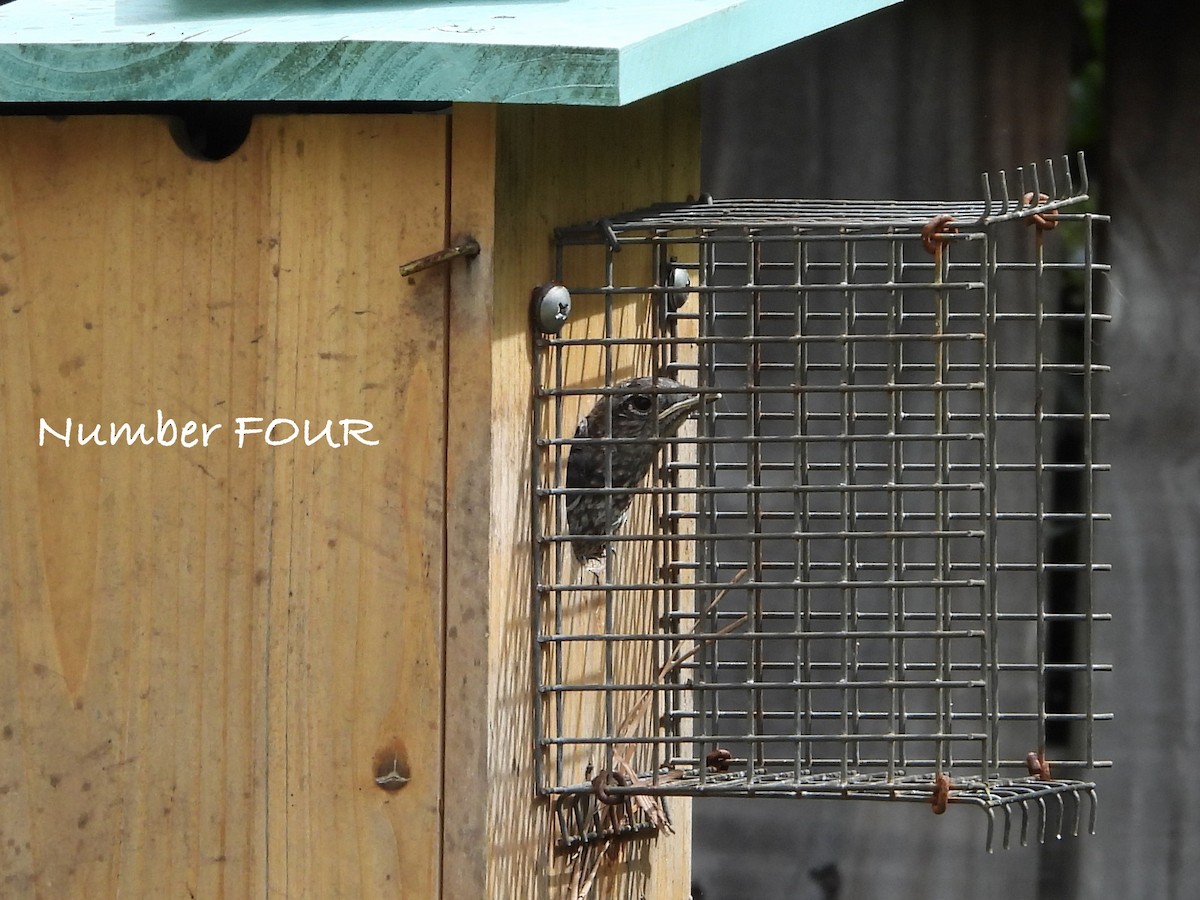 Eastern Bluebird - ML656987886