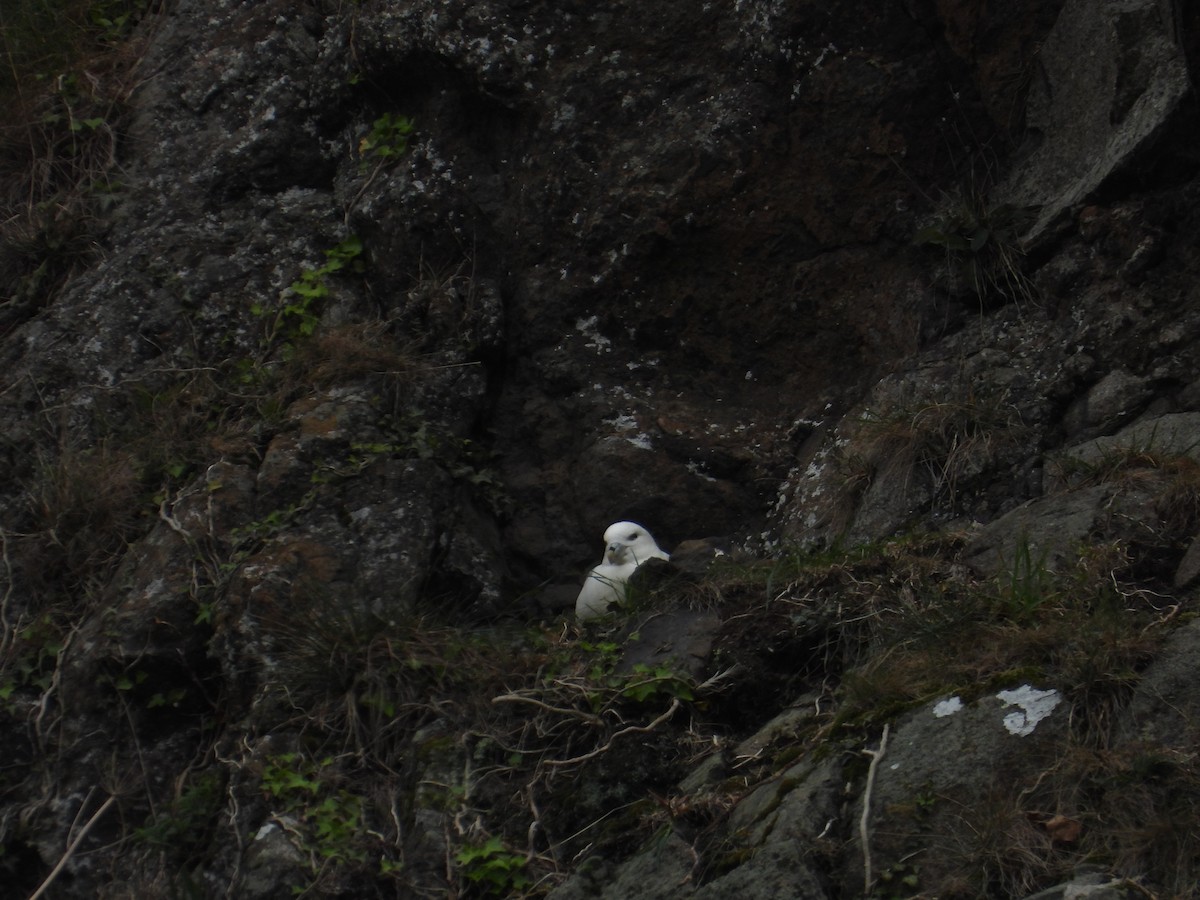 Northern Fulmar - ML656987887