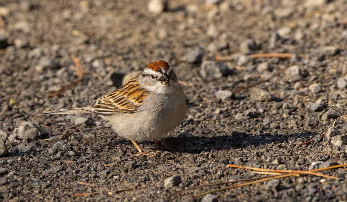 Chipping Sparrow - ML656987888