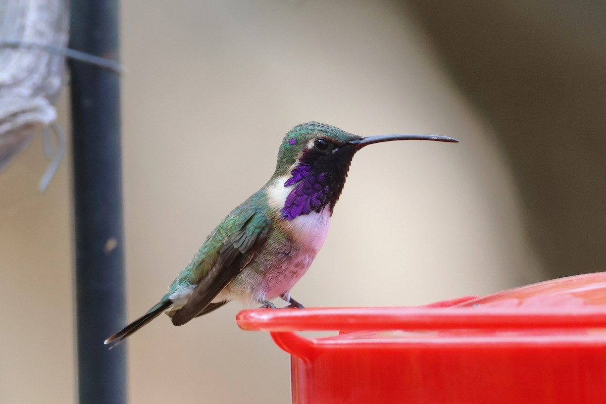 Lucifer Hummingbird - ML656987889