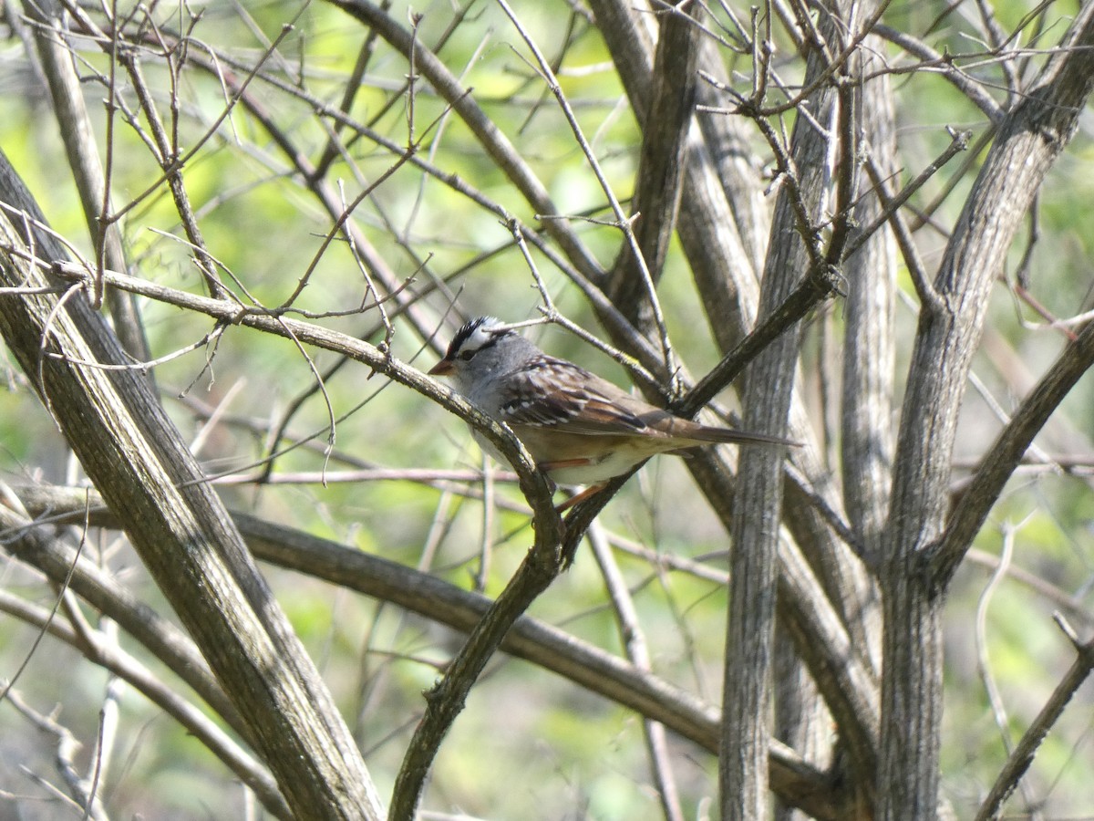 White-crowned Sparrow - ML656987917