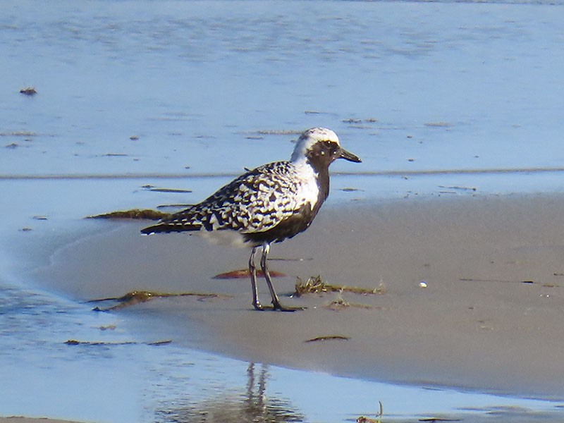 Black-bellied Plover - ML656987918