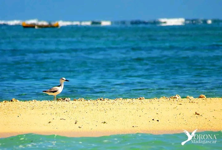Crab-Plover - ML656988109