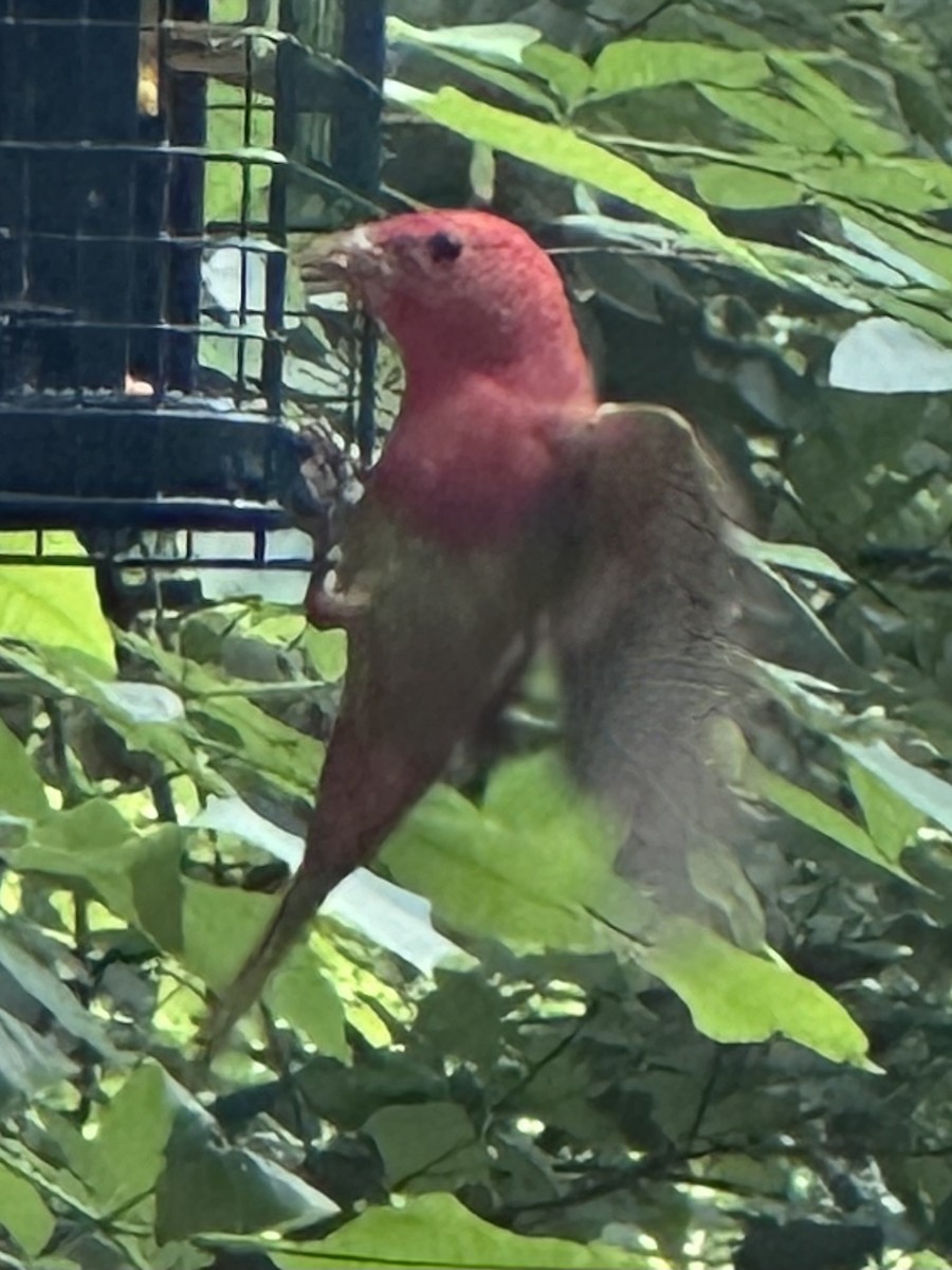 Piranga Roja - ML656988475