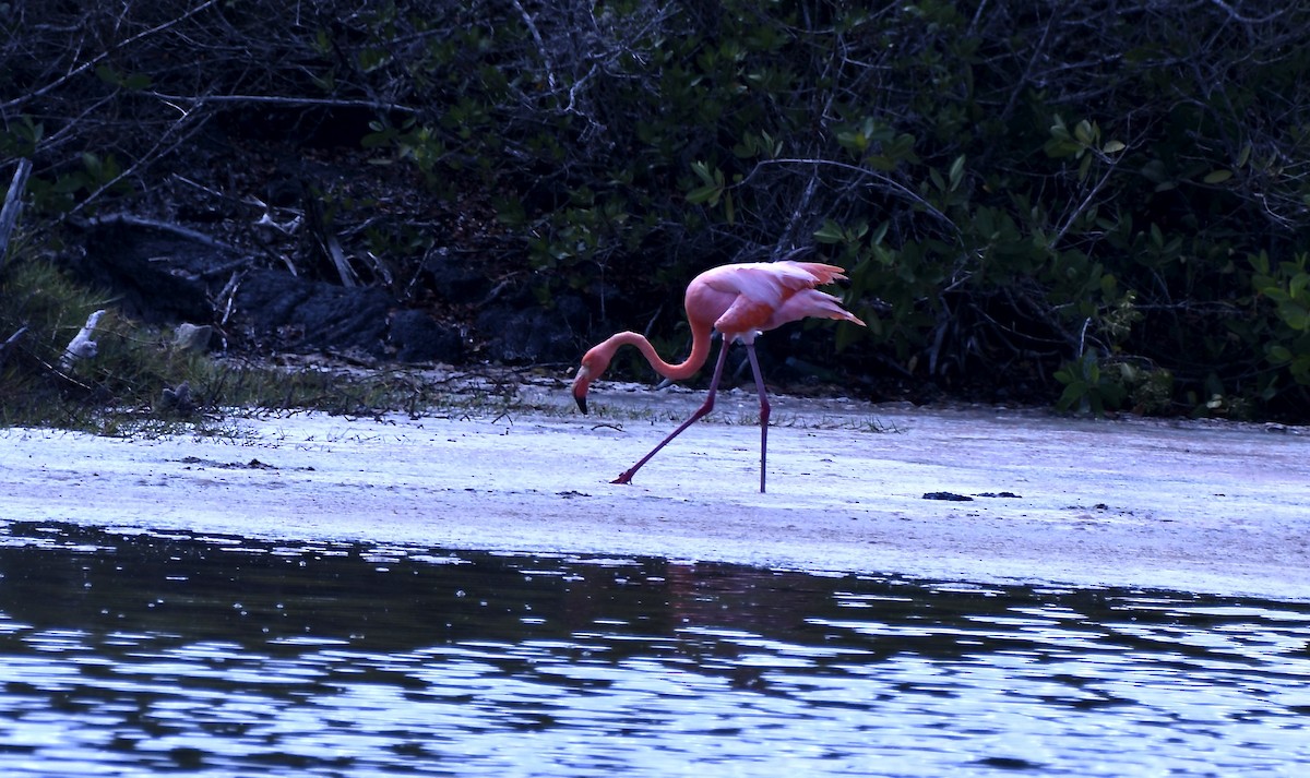 Amerika Flamingosu - ML656988641