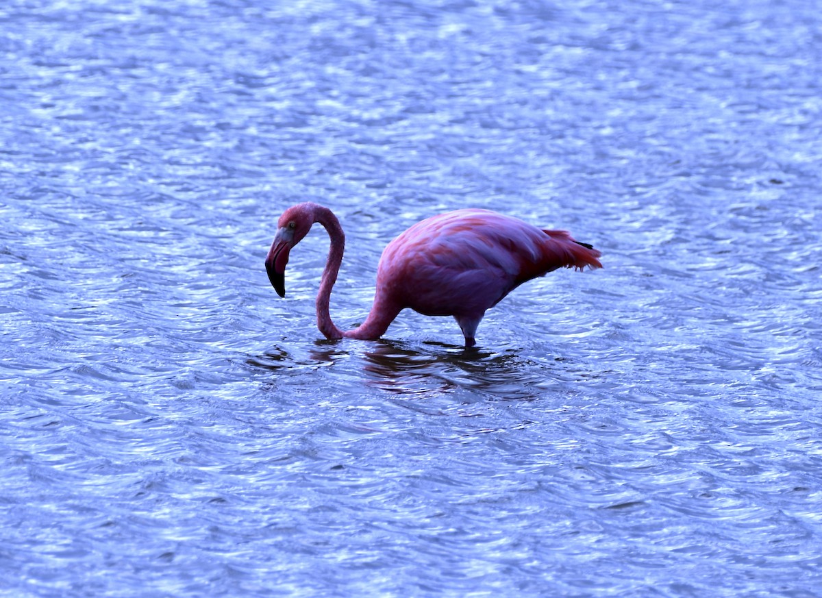 Amerika Flamingosu - ML656988642