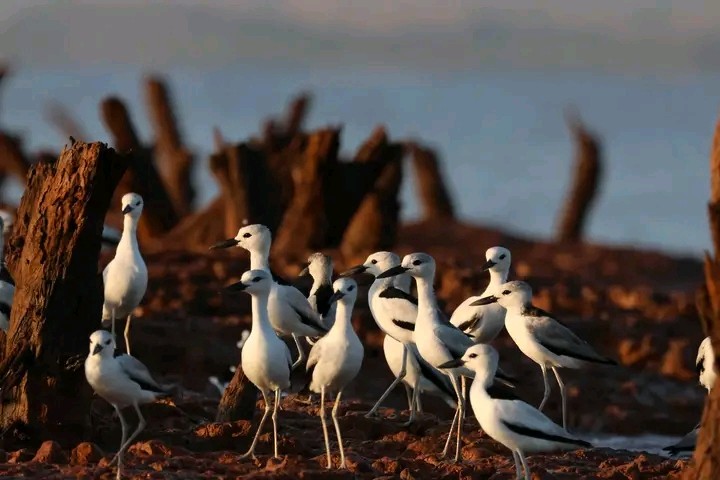 Crab-Plover - ML656989158