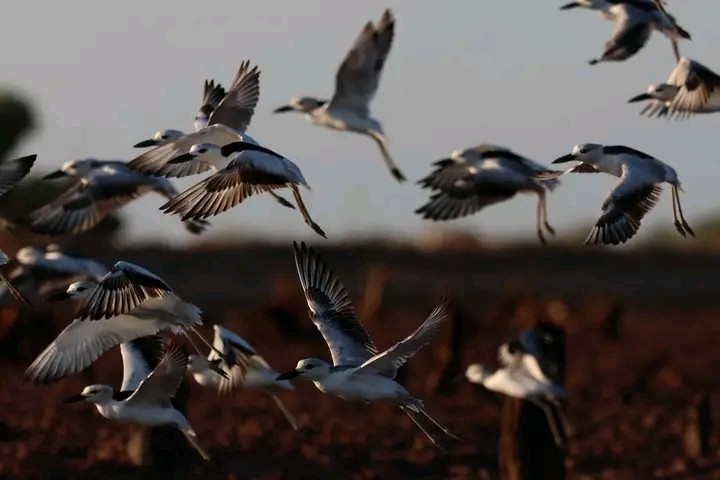 Crab-Plover - ML656989159