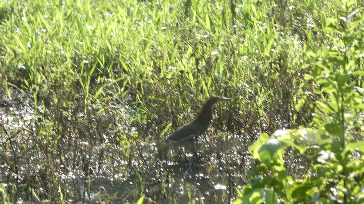 Rufescent Tiger-Heron - ML656989228