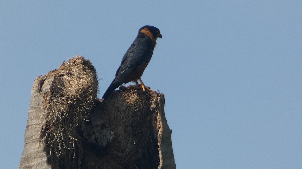 Bat Falcon - ML656989250