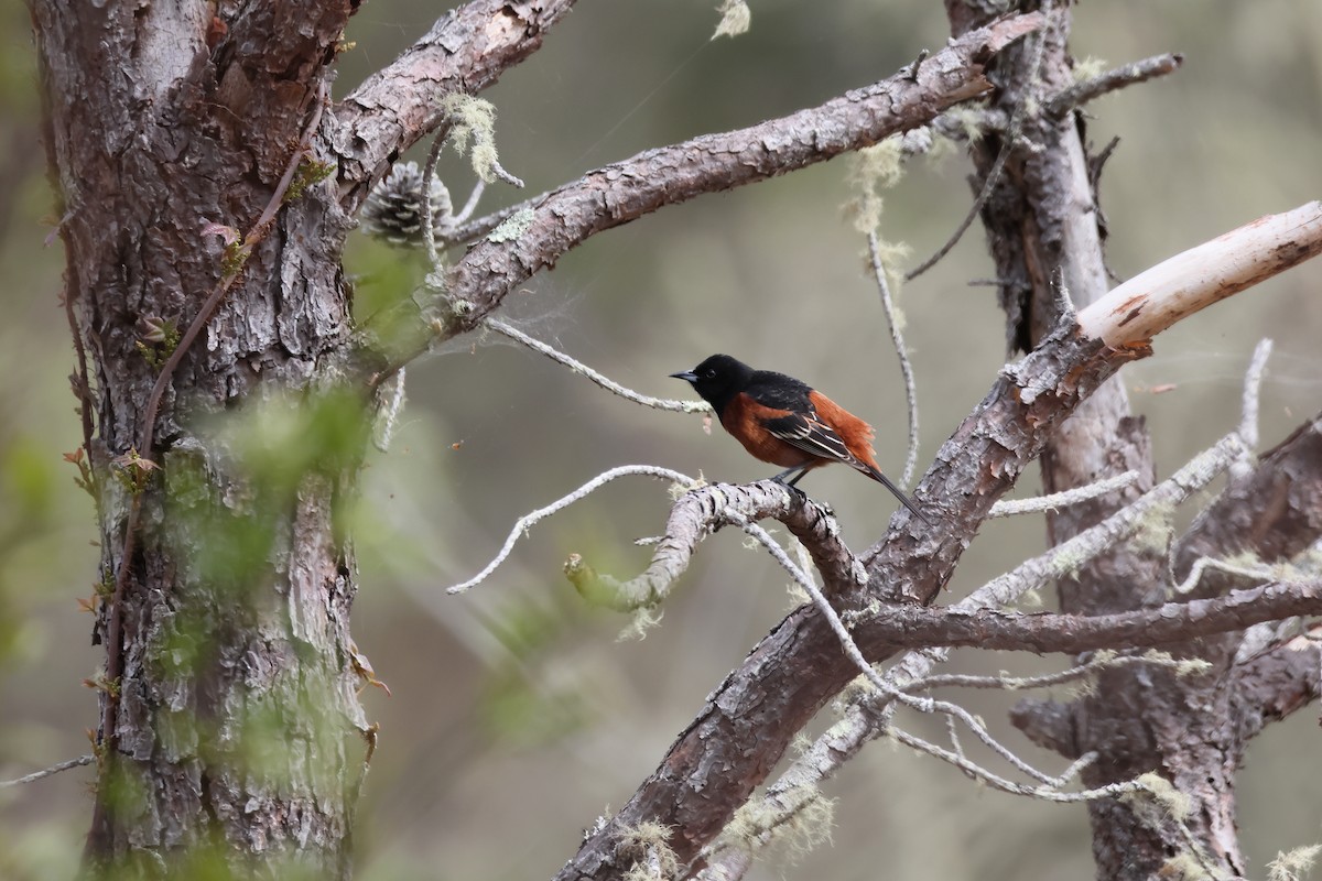Orchard Oriole - ML656989646