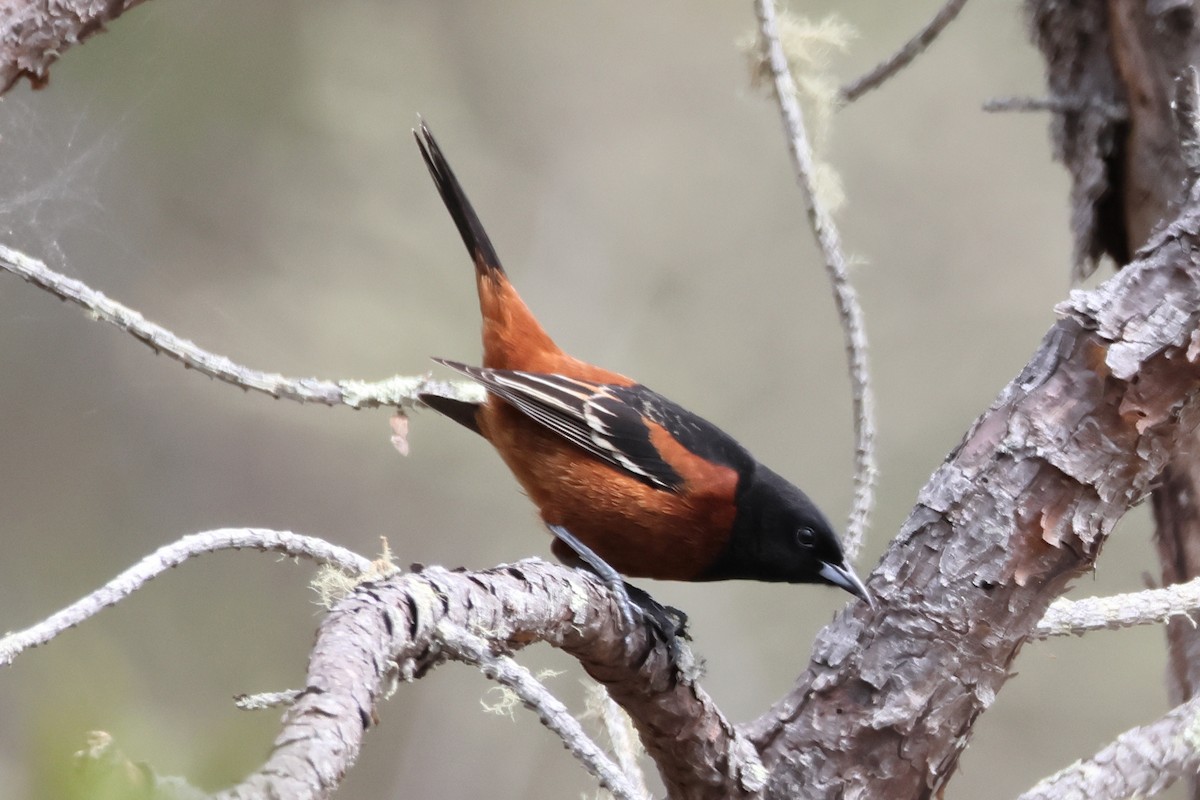 Orchard Oriole - ML656990029