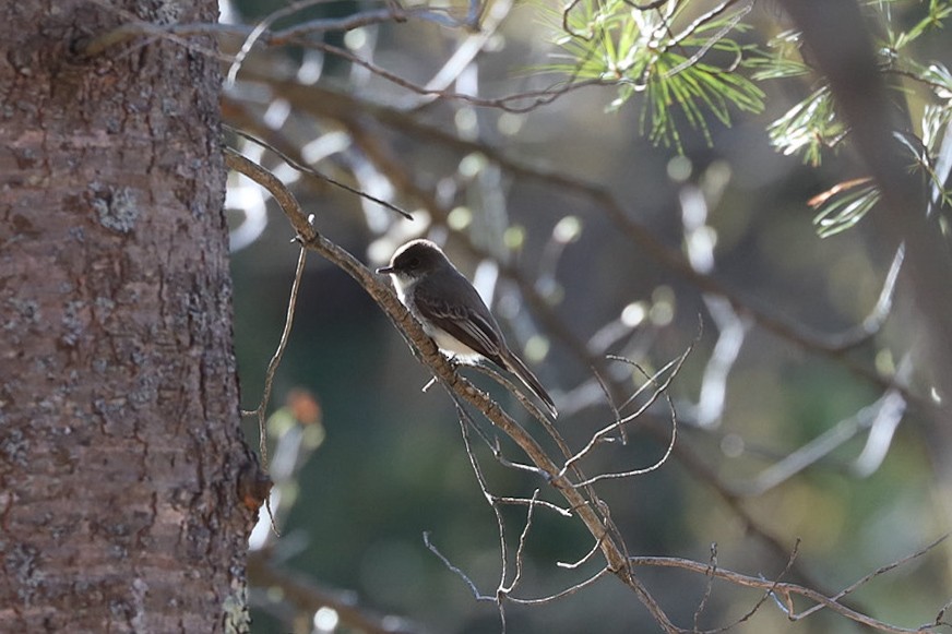 Eastern Phoebe - ML656990198