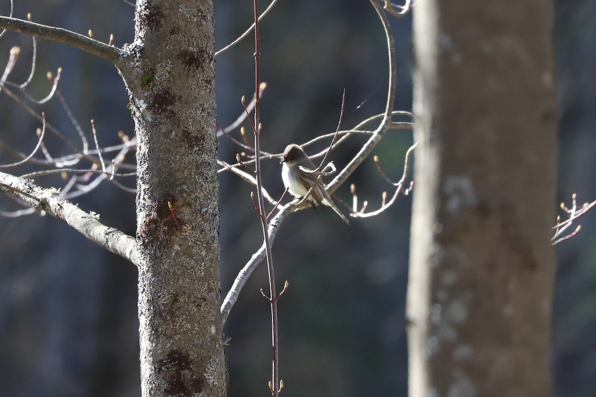Eastern Phoebe - ML656990199