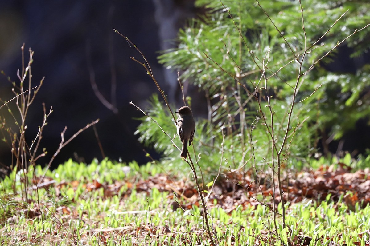Eastern Phoebe - ML656990200