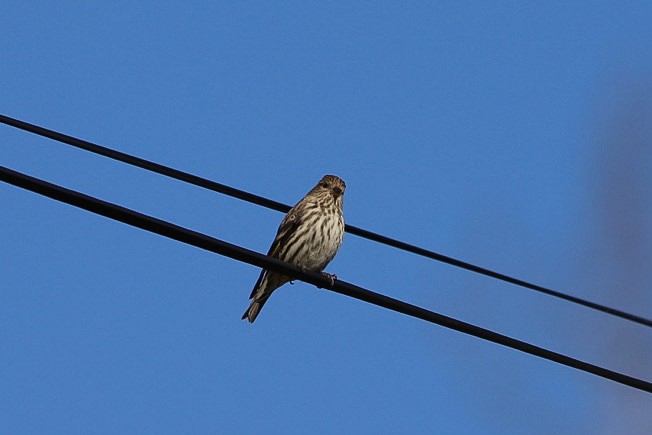 Pine Siskin - ML656990255