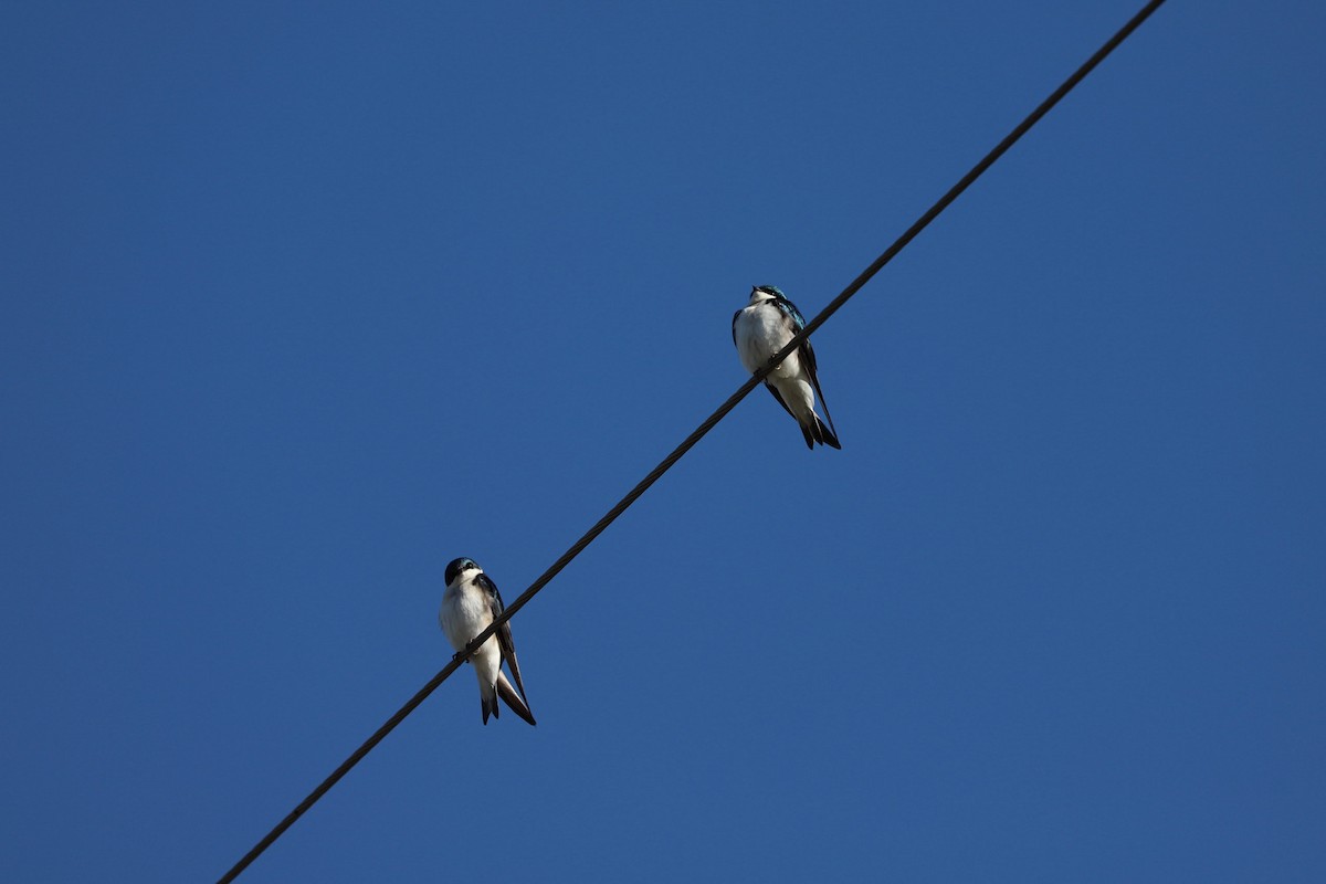 Tree Swallow - ML656990326