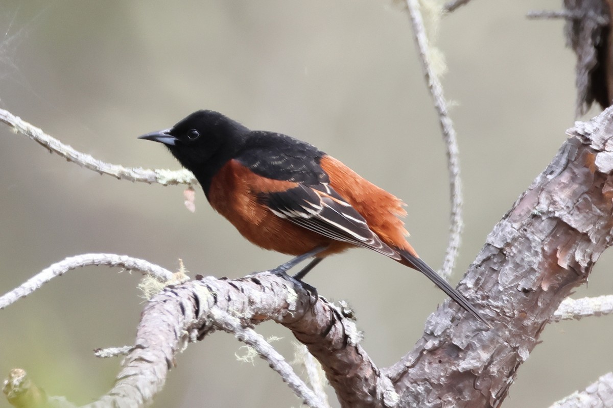 Orchard Oriole - ML656990685