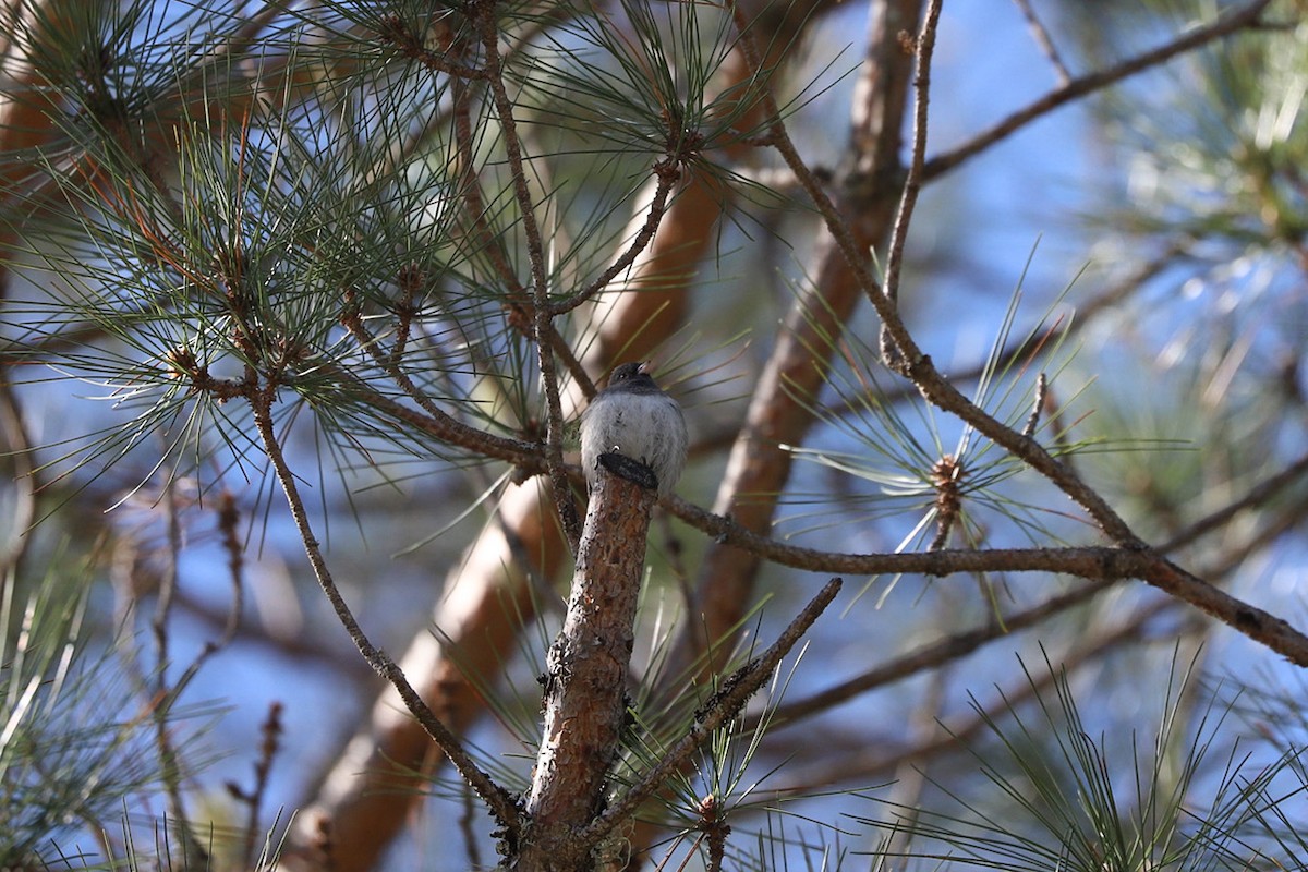 Dark-eyed Junco - ML656990809