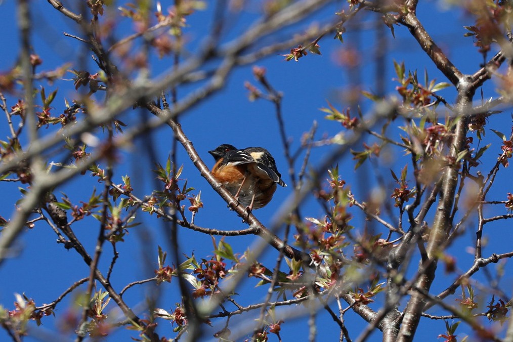 Eastern Towhee - ML656990936