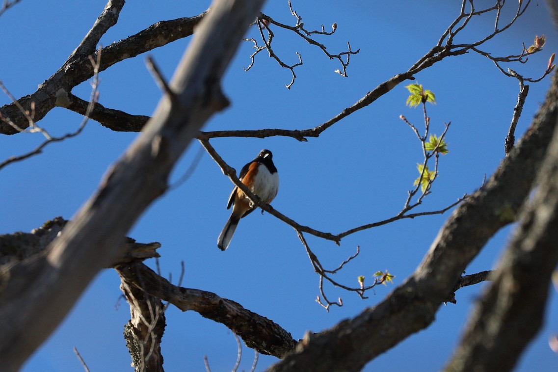Eastern Towhee - ML656990937