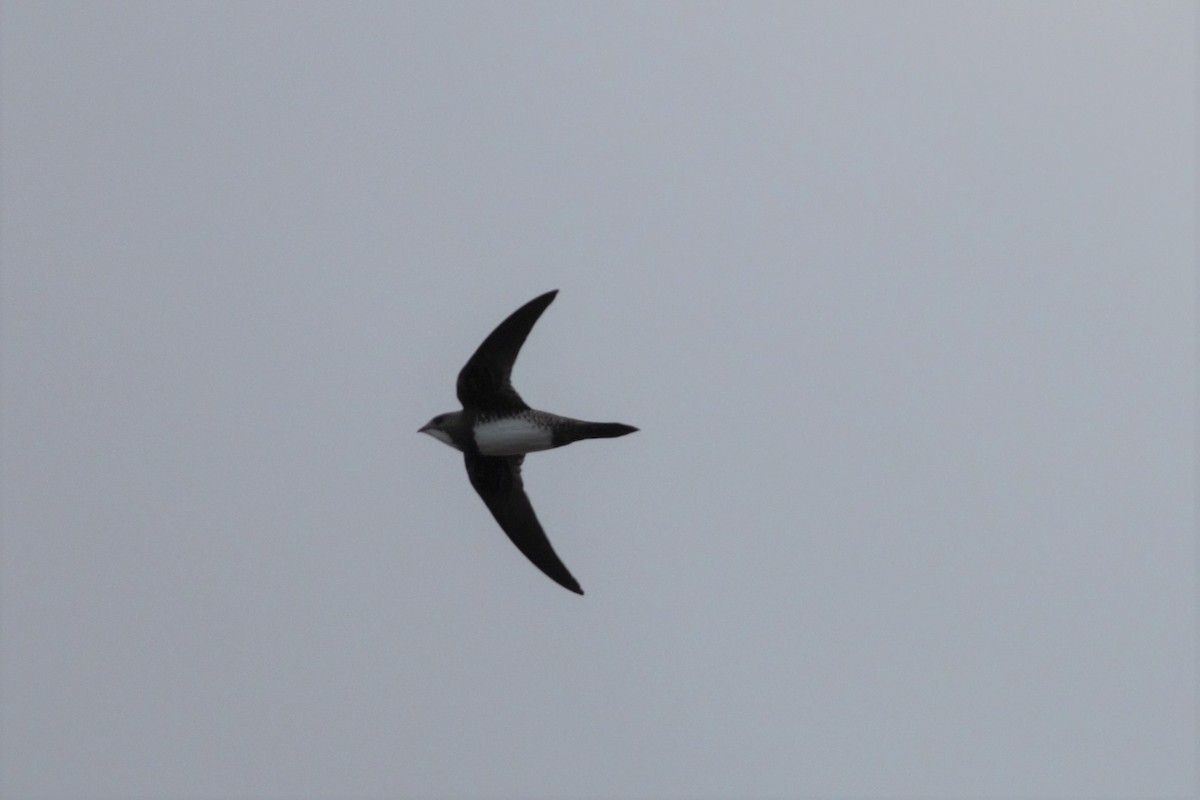 Alpine Swift - ML65699111