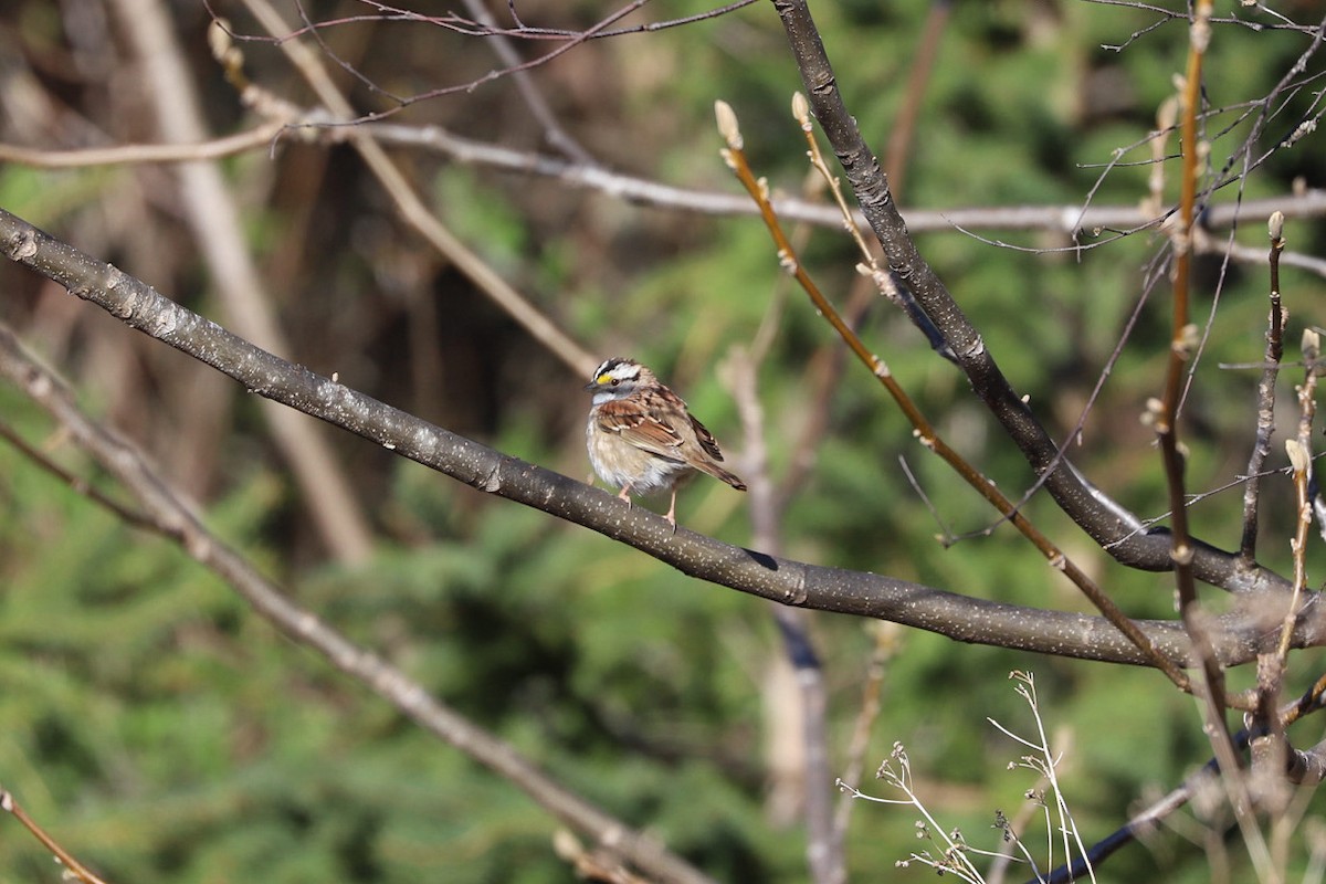 White-throated Sparrow - ML656991189