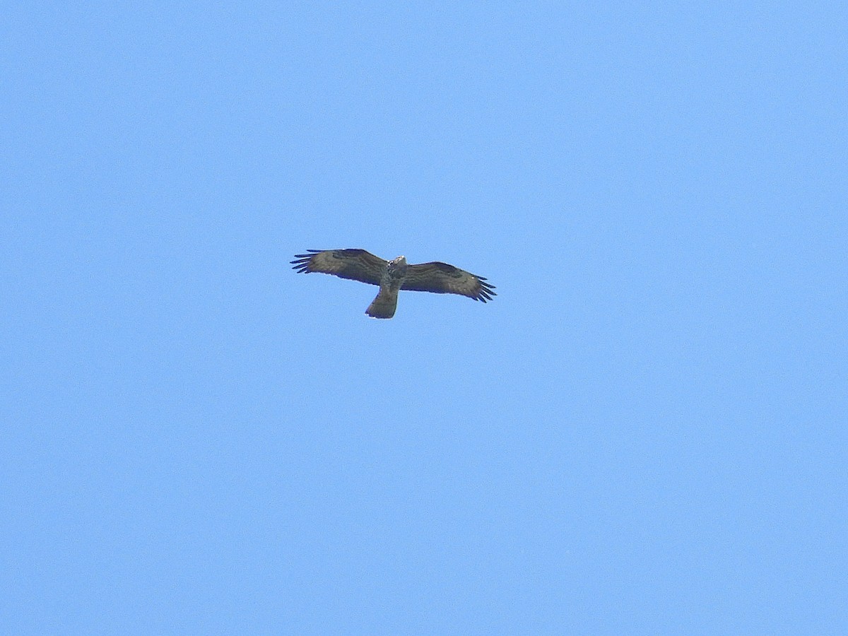 European Honey-buzzard - ML656991219
