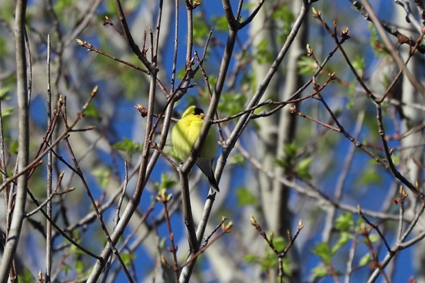 American Goldfinch - ML656991293