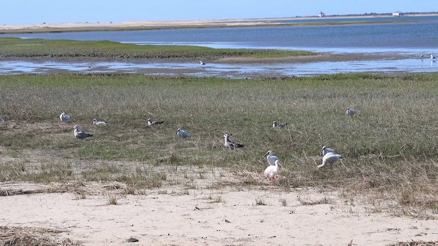 White Ibis - ML656991355