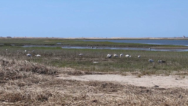 White Ibis - ML656991918