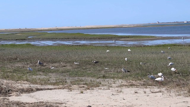 White Ibis - ML656991919