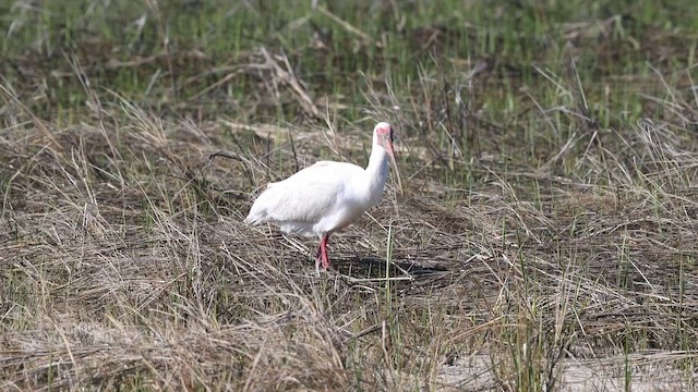 White Ibis - ML656991921