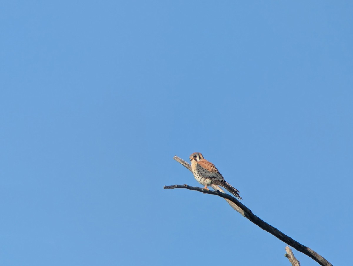 American Kestrel - ML656992114