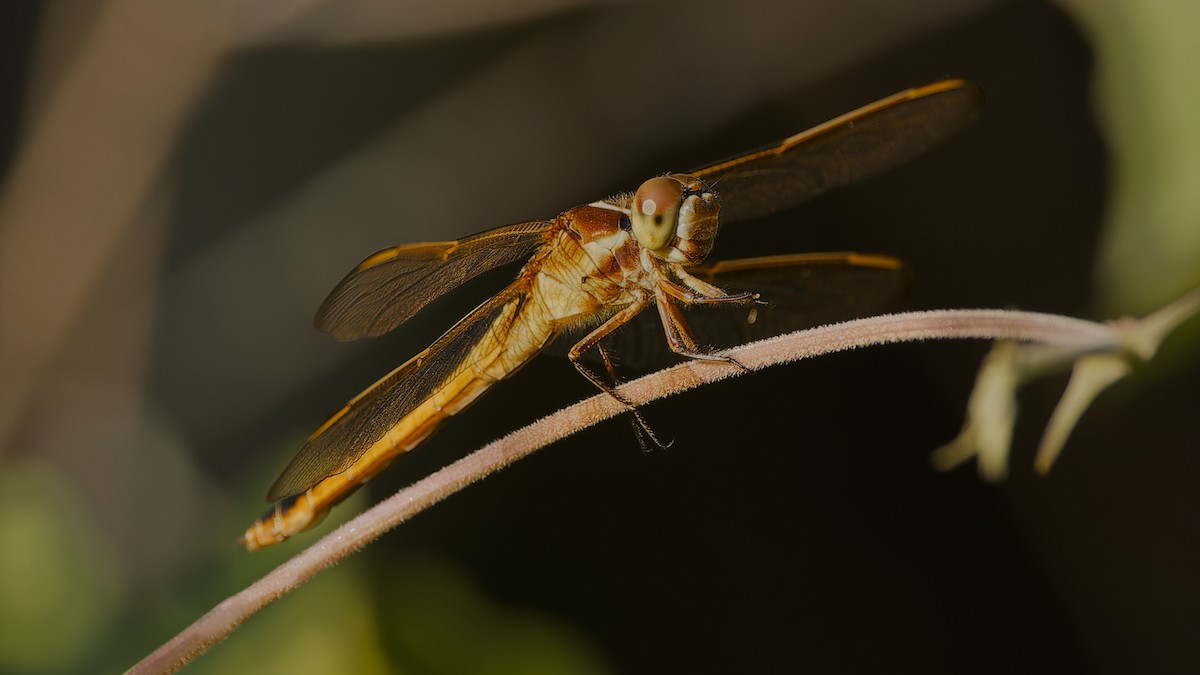 Needham's Skimmer - ML656992148