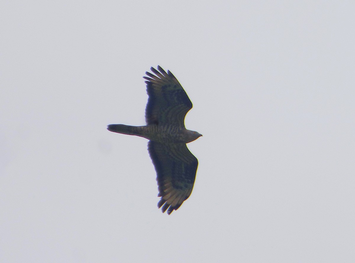 European Honey-buzzard - ML656993636