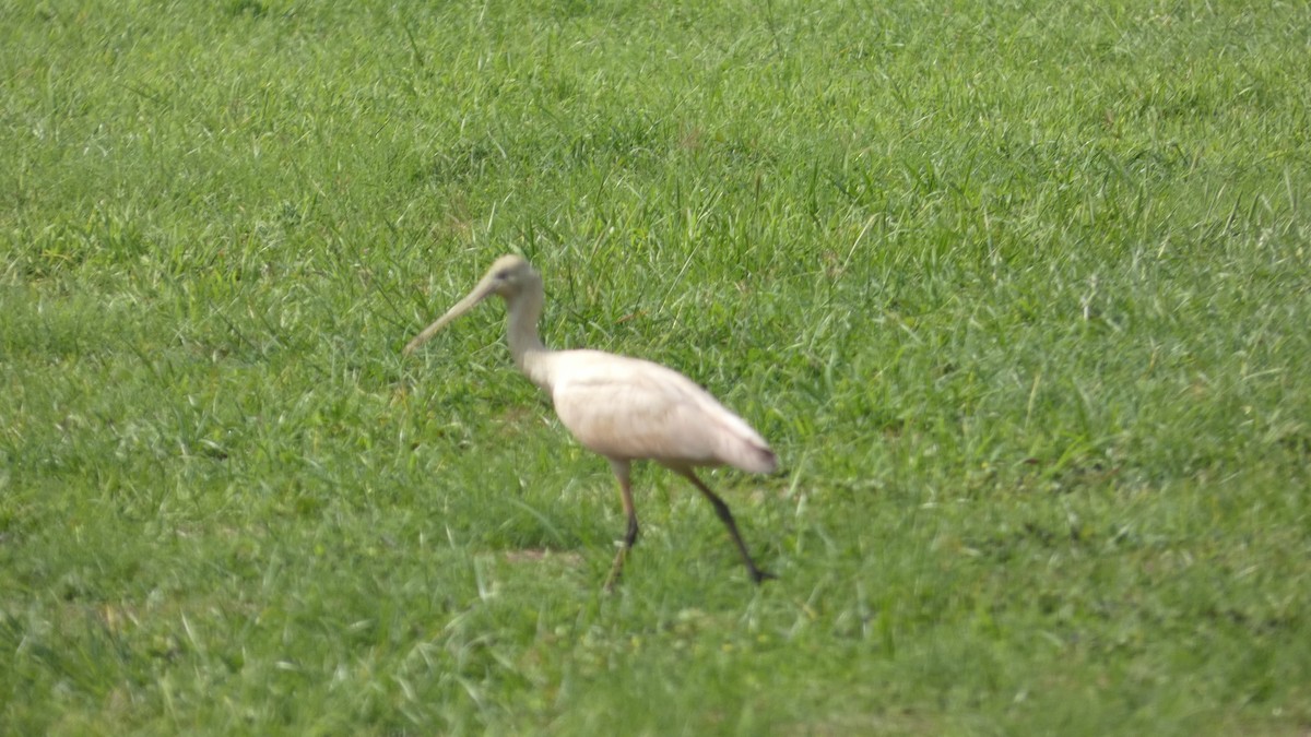 Roseate Spoonbill - ML656994136