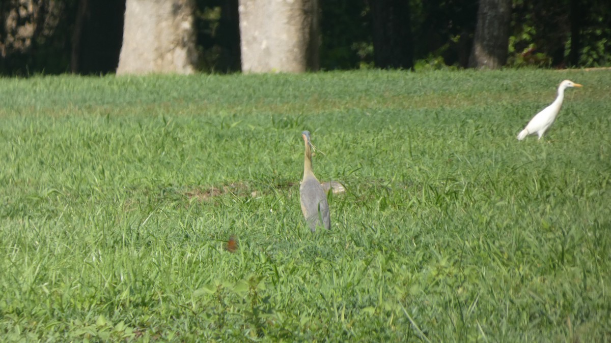 Whistling Heron - ML656994172