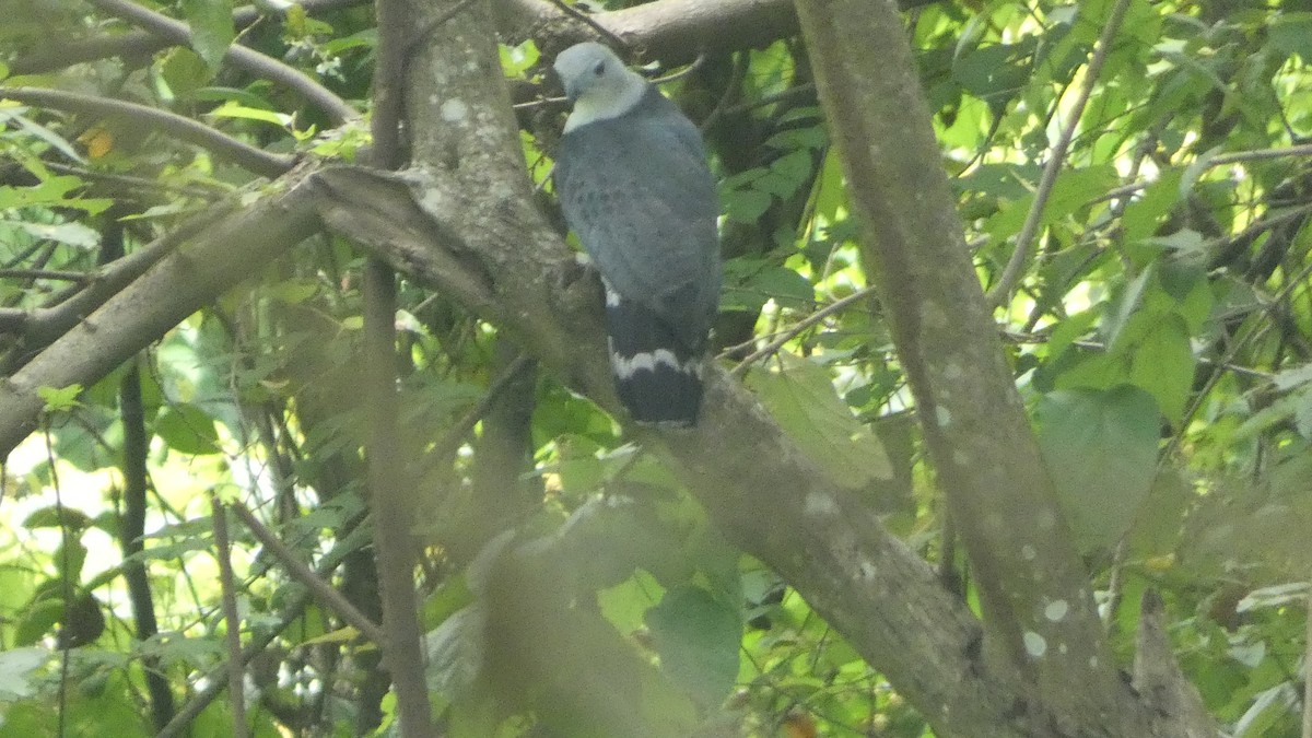 Gray-headed Kite - ML656994282