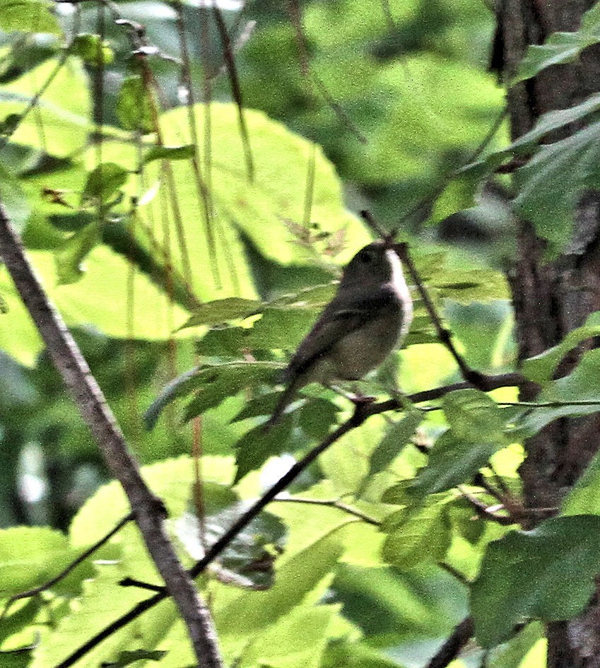Ruby-crowned Kinglet - ML656995543