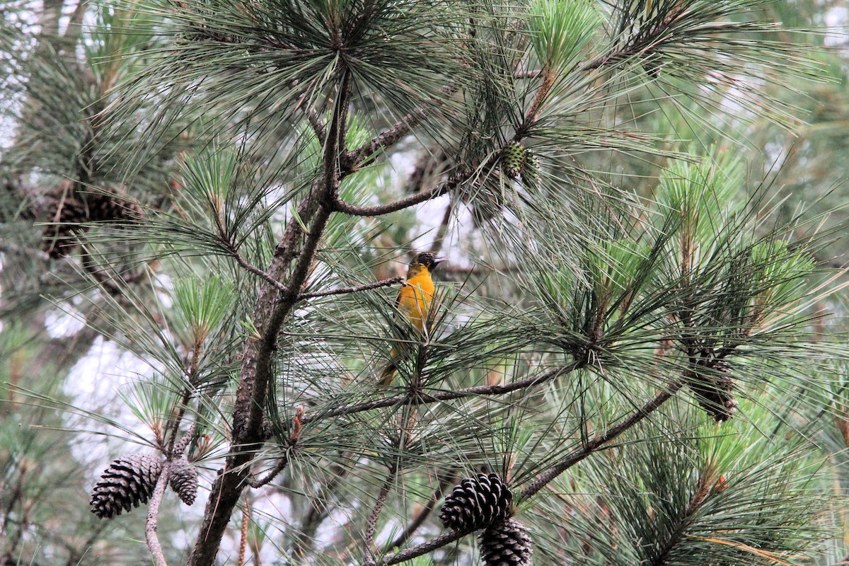 Baltimore Oriole - ML656995642