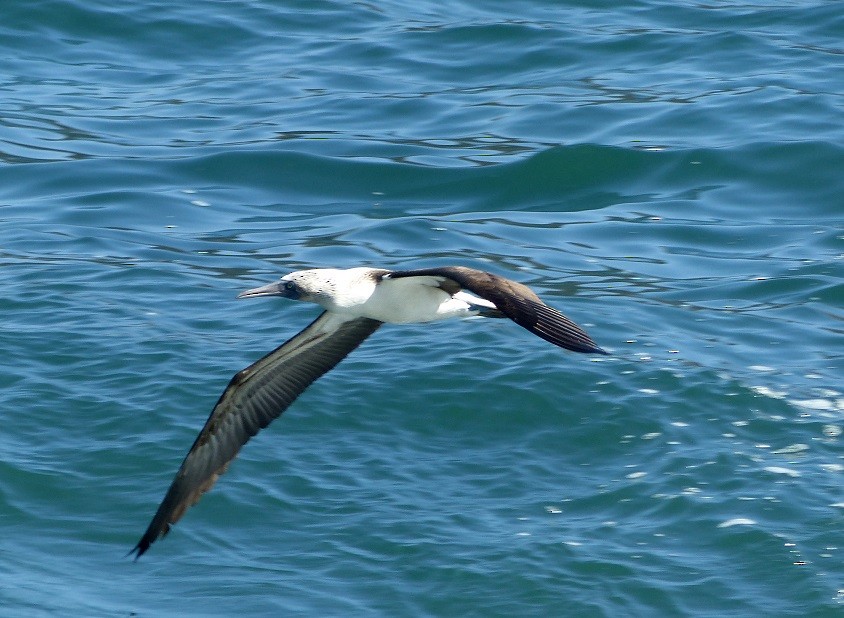 Blue-footed Booby - ML65699571