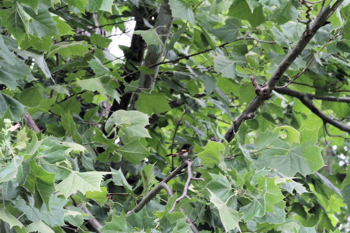 American Redstart - ML656995789