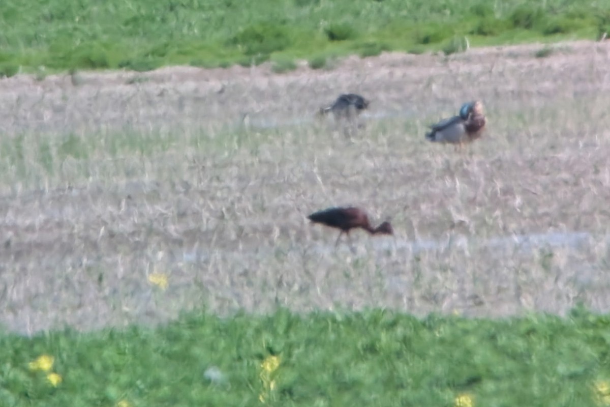 White-faced Ibis - ML656995800