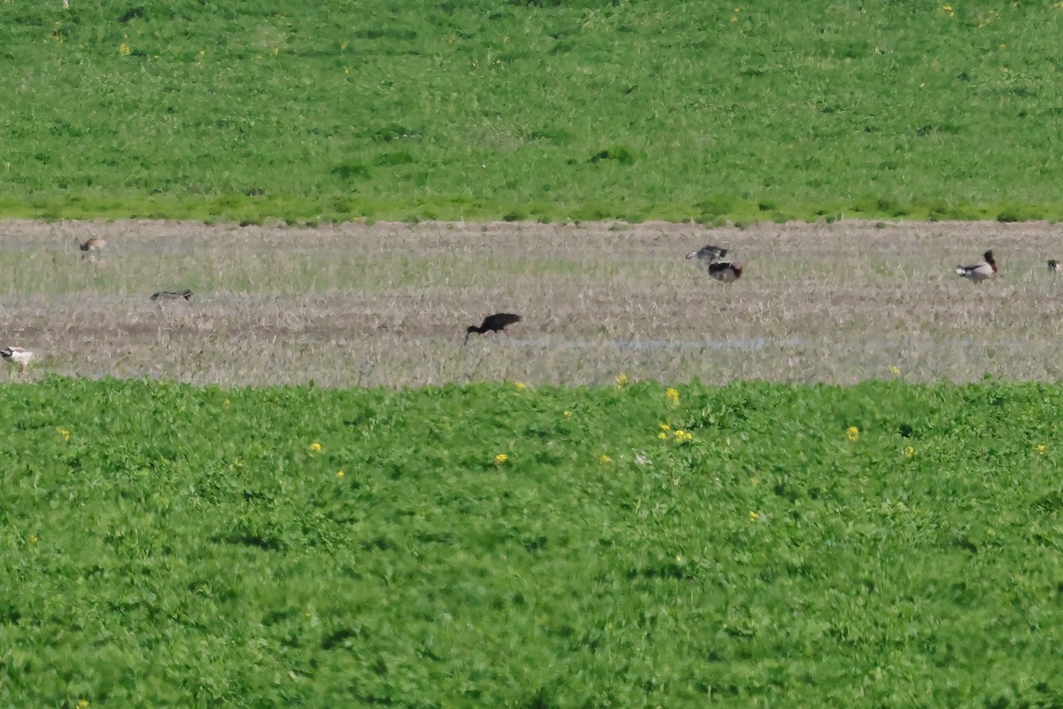 White-faced Ibis - ML656995801