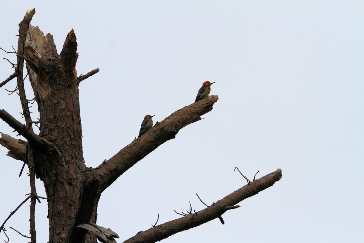 Red-bellied Woodpecker - ML656995881