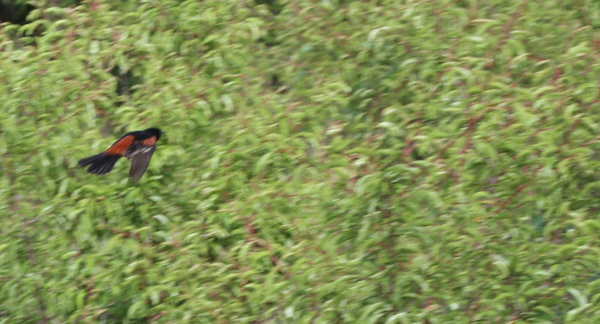 Orchard Oriole - ML656996231